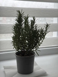 Розмарин (Rosmarinus officinalis bush), горщик ⌀14