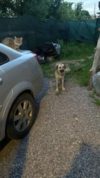 Cухой корм CLUB 4 PAWS PREMIUM Клуб 4 лапы для взрослых собак средней породы, 14 кг фото от покупателей 5