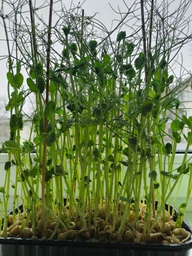 Набір для вирощування мікрозелені Panda microgreen на 7 врожаїв (ТОП 7 видів культур) фото от покупателей 13