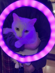 Кольцевая светодиодная цветная лампа RGB LED MJ33 Набор блогера селфи кольцо со штативом Мультиколор 33 см фото от покупателей 2