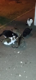 Сухий корм для кішок що живуть у приміщенні Club 4 Paws Indoor 4in1 з куркою 2 кг (4820215368780)