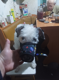 Намордник Collar WAUDOG Nylon №2 обхват 19-26 см малюнок NASA (вівчарка, доберман, далматин, лабрадор, сетер) (5389)