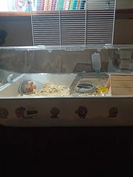 Клітка для гризунів Ferplast Mini Duna Hamster 55 x 39 x 27 см фото від покупців 2