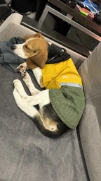 Попона Pet Fashion Roy для собак малиновий/сірий 6XL