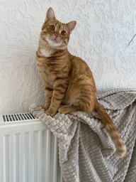 Корм сухой Savory Adult Cat Gourmand Fresh Salmon and White Fish для длинношерстных котов со свежим.лососом и белой.рыбой 8 кг фото от покупателей 12
