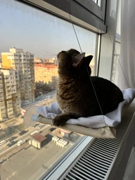 Лежанка для кота оконная VMHouse лежачок гамак для кошки спальное место на присосках кремовый (0014-0001) фото от покупателей 1