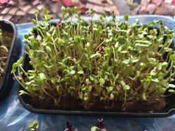 Набір для вирощування мікрозелені Panda microgreen на 7 врожаїв (ТОП 7 видів культур) фото от покупателей 9