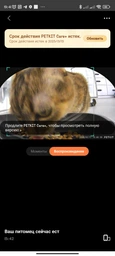 Смарт-годівниця Petkit YumShare Dual-hopper with Camera (P591)
