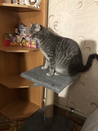 Кігтеточка-стовпчик Природа «Фелікс» 36 х 36 х 50 см (графітовий) фото від покупців 12