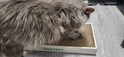 Царапка ЭКО "Подиум мини" картон LuckyPet, 24x50x5 фото от покупателей 6