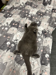Ковдра Руно зимова двоспальна 172x205 см антиалергенне волокно Grey Cat (Р316.52СЛУ_Grey Cat)