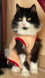Попона комбинезон после стерилизации операции для кошек и котов Style Pets M фото от покупателей 16