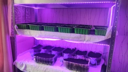 USB світлодіодна led фітострічка ультрафіолетова для росту кімнатних рослин розсади мікрозелень квітів SMD2835 Elite Lux 5V фітолампа вологостійка лед діодна фіто стрічка повний спектр юсб 5 метрів фото від покупців 2