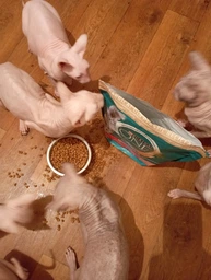 Сухой корм для кошек Purina One Steril Cat Salmon & Wheat 200 г (7613034765239) фото от покупателей 9