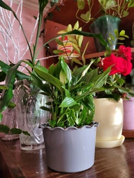 Спатифілум жіноче щастя кімнатна рослина / Spathiphyllum Chopin Teodim висота 25-30 см 6531 фото от покупателей 3