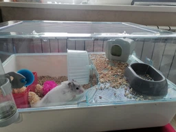 Клетка для хомяков и грызунов Ferplast Mini Duna Hamster 55х39х27 см Зеленая (57075499)