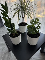 Заміокулькас (Zamioculcas, доларове дерево), 35-40 см висота 4090 фото от покупателей 3