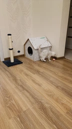 Умный мячик PetGravity для кота или мини-собаки, сам катится (голубой) фото от покупателей 18