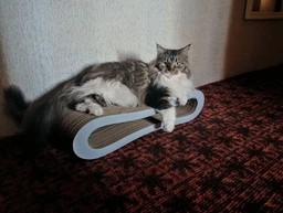 Кігтеточка для кішок картонна CLAW-A2сс 65x14x25+Подарунок іграшка для кота миша фото від покупців 15