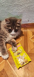 Влажный корм для котят Purina Friskies Junior кусочки в подливе с курицей (26х85г)