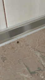 Комплект 2 шприца гель-паста средство от тараканов Targan-dez Stop Cockroach gel + Подарок Клеевая ловушка фото от покупателей 10