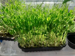 Набір для вирощування мікрозелені Panda microgreen на 7 врожаїв (ТОП 7 видів культур) фото от покупателей 5