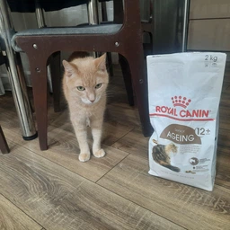 Сухой корм Royal Canin 11+ для стареющих кошек в возрасте от 12 лет 4кг фото от покупателей 5