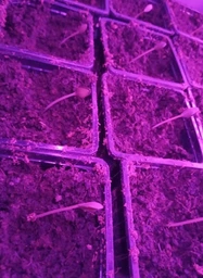 Светодиодная фитолента для комнатных растений рассады цветов микрозелени Led SMD 2835 USB фитолампа Grow Light полный спектр диодная фито лента ультрафиолетовая юсб 2 метра фото от покупателей 3