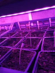 Светодиодная фитолента для комнатных растений рассады цветов микрозелени Led SMD 2835 USB фитолампа Grow Light полный спектр диодная фито лента ультрафиолетовая юсб 2 метра фото от покупателей 2