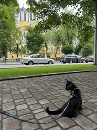Шлея для котів Collar WAUCAT Nylon з QR-паспортом, малюнок "Літо" з повідцем, пластиковий фастекс, XS, Ш 10 мм, В 25-40 см, С 20-30 см (5482)