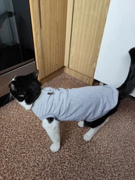 Майка для кота или кошки без рукава Style Pets Martin Gray M