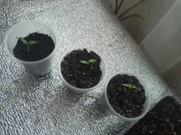 Семена перца Каролина Рипер (Carolina Reaper) красный (red) фото от покупателей 13