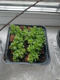 Саженцы Камнеломки Арендса белая (Saxifraga Arendsii) Р9