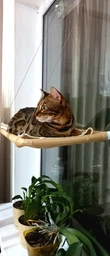 Лежанка для кота на окно подвесная гамак для кошки на присосках (ОL-152925)