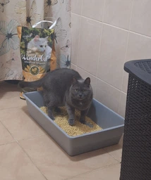 Кукурудзяний наповнювач для котів WonderCat 4,4 кг – екологічний, грудкуючий, безпечний туалетний наповнювач (4826087030136)