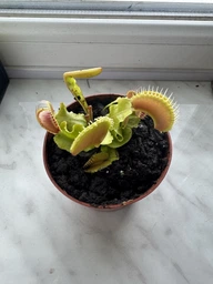 Растение Хищник Венерина мухоловка Дентата AlienPlants Dionaea muscipula Dentate размер S (SUN0017CP) фото от покупателей 1