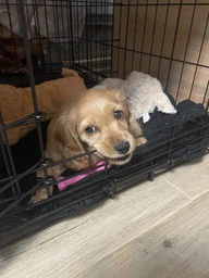 Дентал кость игрушка голубая со вкусом курицы Nylabone DentalBone Puppy Chicken XS для щенков до 7 кг (18214832393)
