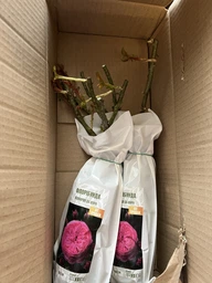 Роза Leonardo da Vinci саджанець у плівці Matla Flowers
