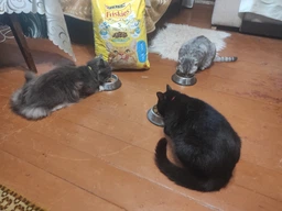 Сухий корм Friskies для дорослих кішок з лососем та овочами 300 (г) фото від покупців 9