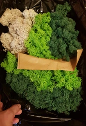 Стабілізований мох Ягель мікс (зелений, салатовий) 100 грам