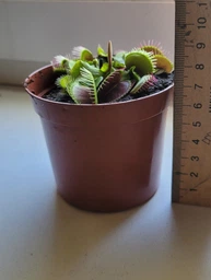 Венерина мухоловка. Дионея Floret фото от покупателей 4