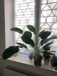 Декоративна штучна квітка - стреліція Planta Strelitzia тропічна рослина для декору дому / саду / офісу, 24 листки, 88 см, зелена (98022537) фото від покупців 4