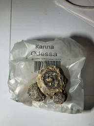 Цибулини Яскрава Кала Odessa (37055) (1шт)
