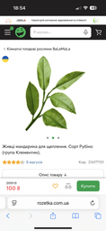 Черенок мандарина для прививки. Сорт Рубино (группа Клементин). фото от покупателей 1