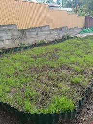 Насіння Ліліпут 1 кг газонної трави Трави України