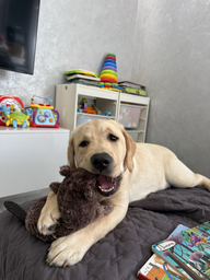 Бобер плюшевий з імітацією звуку Trixie 35910 27 см (4011905359106)