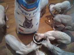 Сухий корм для стерилізованих котів Happy Pet з індичкою 14 кг фото від покупців 3