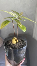 Крафтовий грунт, суміш, грунтосуміш, субстрат для авокадо органічний, 3л ручний заміс фото від покупців 1