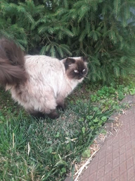 Влажный корм Natural Kitty для кошек с тунцом в бульйоне 12 шт х 80 г
