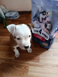 Сухий корм Club 4 Paws Premium для цуценят з високим вмістом курки 400 г.(4820083909443)